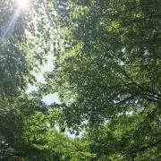 kuma-ruの画像