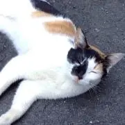 けんぴ