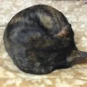 のん