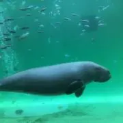 ひろしの画像