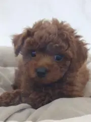 LOCO