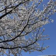 A.famの画像