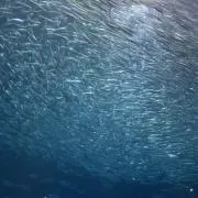 ミライの画像