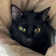 猫子！