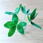 Teriの画像