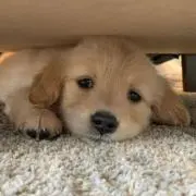 Chloe