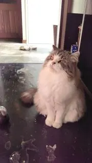 Minetteの画像