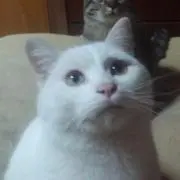 ウッチャン