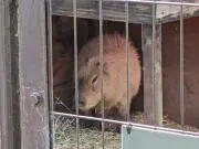 クリコ