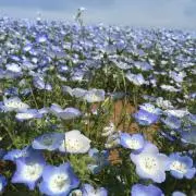 pecoの画像