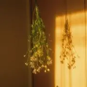 YUMIの画像
