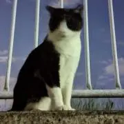やあ