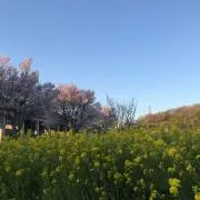 しーちゃん