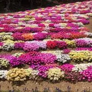 オークションも問い合わ必須購入！フォルテの画像