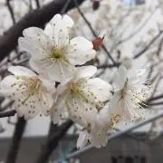 オチョ