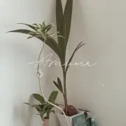 ARの画像