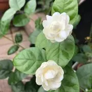 BWRSL347の画像
