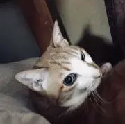 Peronの画像