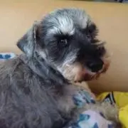 葉子