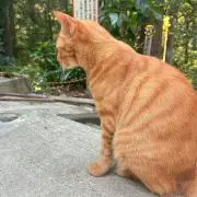 AMAの画像