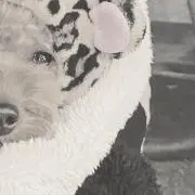 リンゴの画像
