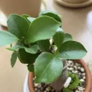 ガジュマル