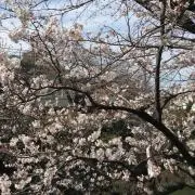 ぱるの画像