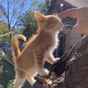Kの画像