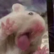 ハムの画像