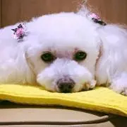 あいこはんの画像