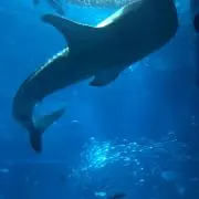 ミキの画像
