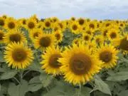 Helianthusの画像