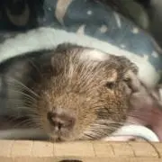 二代目盟主の画像