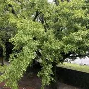 はなの画像