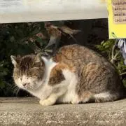 こぼこぼ