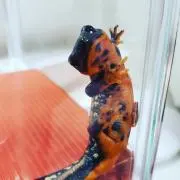 もいもいさんの画像