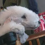 asa