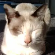 カレラ
