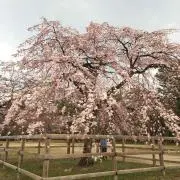 りここっち