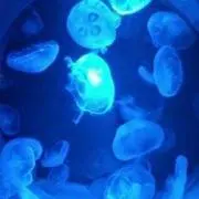苺 プロフ必読の画像
