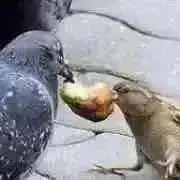 あーの画像