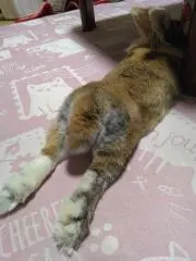 こばの画像