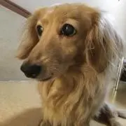 プリンちゃんの画像