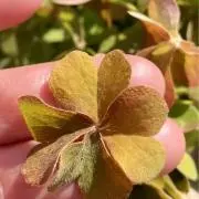 ミキの画像