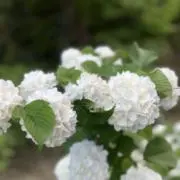 mg.の画像