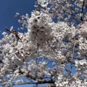 きく（╹◡╹）の画像
