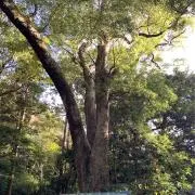 ゆきみの画像