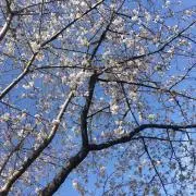 詩織の画像