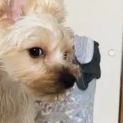 BillyLoboの画像