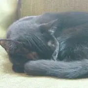 ゆきみの画像